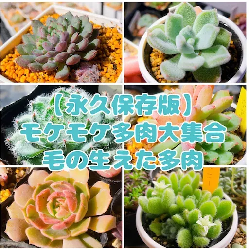 多肉植物 毛がある品種の育て方：驚くほど簡単！絶対失敗しない完全ガイド